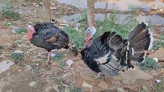 టర్కీ కోడి 🦃 🔥