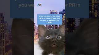 Canada PR #learningfrench #canadapr #studyabroad #educationabroad #catmemes #huhcat