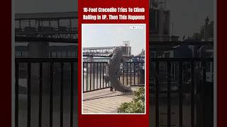 Crocodile Uttar Pradesh | 10-Foot Crocodile Tries To Climb Railing In UP. Then This Happens