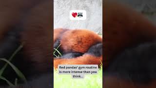 Red Pandas Gym Routine Exposed! 🏋️‍♂️🦝 #AdorableRedPandas #FurryFiesta #PawsomeMoments #CuteOverload