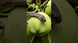 😮 The cobra snake is trying to drink tender coconut water #cobrasnake #snakevideo