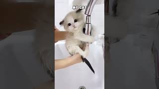 My Cat Forgets How to Be a Cat #cat #kitten #fun #funny #pets #animals #funnyvideo #usa