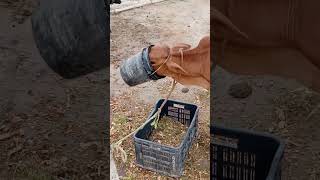 fass gaya baacha  😅😅😅#funnyshorts