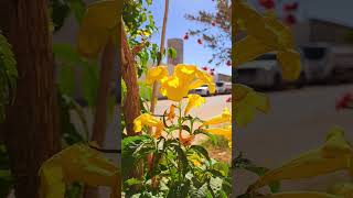 #riyadh #nature #saudiarabia #flowers #imrankhanpti #rain #photography #4k #insects #bee