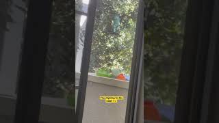Hummingbird fight ! #viral #trending #wildlife #birds
