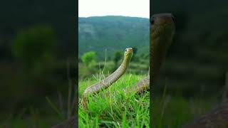 #snake lover # snake video snake scrating on mountain