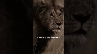 i don't react, i notice! 🦁 #lionmotivation #sherekhuda