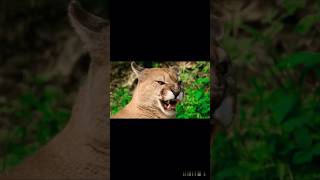 💥❤️Superhero Animals Evolution 🦸‍♂️🐾 | Animal Transformations!"#shorts|#viral|#trending|#riyaraut23|