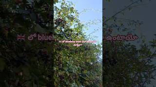 🇬🇧 లో blueberry trees ఎలా ఉంటాయో చూస్తేరా? #ytshorts #uklifestyle #abroadlife #blueberry
