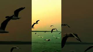Ishq Wala Love....❣️|#NaturefullScreenWhatsappStatus|#nature #shorts #IshqWalaLove