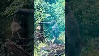 Gorilla core 🦍 #gorilla #funny #fyp #core #cute #viral