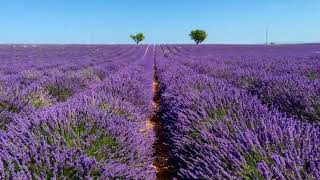 village flowers#beautiful #flowers