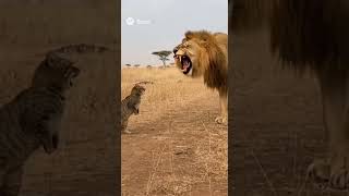 🐯 Tiger Vs Chhoti Billi 🐱 | Chhoti Billi Ne Sher Ko Di Takkar! 😂🔥#TigerVsCat #TigerVsBilli #fypシ