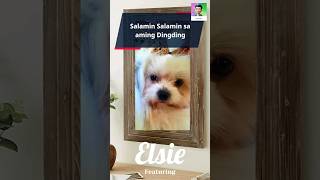 Dog Playing itself in the Mirror