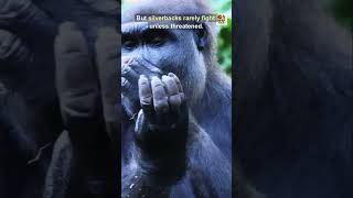 Nature’s True Powerlifters: Gorillas vs Humans  #Animalfacts