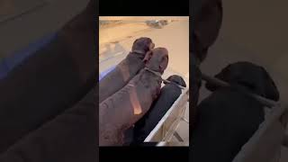 #CuddlyCutiesClub #animals #pets #animalsaddict