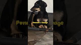 #mypet #funny #kanni#ponrammadurai#nativebreeds