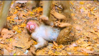 S-adness Cl!p F0rever Of LEO N-early R.!.P That Mom Ser!0usly W-arned & B.e.at Him To Ground H-ardly