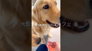 西日本最大級！大型犬専門の犬カフェ🐕