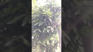 Anyone knows this fruit name #shortvideo#shorts