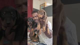 ✨Doberman✨#nanbakennels#9524136710#nagercoil doglover#nagercoil petshostel#puppies#kanniyakumari🐶✨🐶