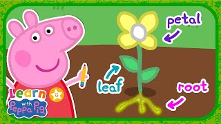 Flowers With Peppa Pig 🌹 Educational Videos for Kids 📚 Learn With Peppa Pig |