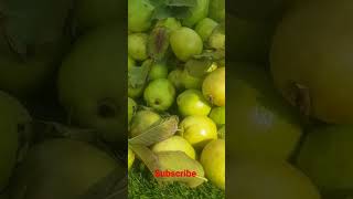 পেয়ারা Song #New Bangla Songs