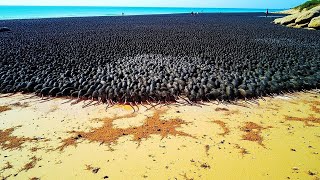 Thousands of Rats Were Left Alone With Penguins on a Small Island, and the Results Shocked Everyone