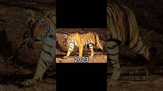 Tiger old VS Tiger now #viral #history
