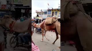 Camal in Village #villagevlog #villagelife #villagenature