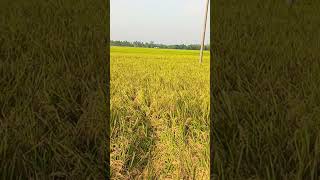 আজকে দুপুরবেলা সখি #newbangladeshiviralsong2022 #foryou