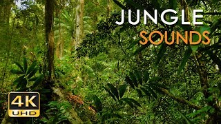 Jungle Sounds - Exotic Birds Singing - Tropical Forest - Relaxing Nature Video - 4K Ultra HD - 2160p