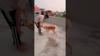 Jacky hates challenges😂#viral #trendingshorts #dogandfamily #funny #doglover