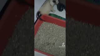 #gatos #cat #gato #somdechuvaparadormirerelaxar