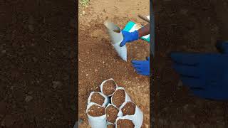 🔥Gardeners must known this Trick✅ #growbag #filling #idea