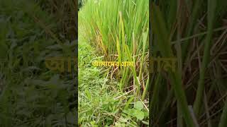 #funny #unfrizemyaccount #comedymovies #unfreezmyaccoun #funnycomedy #newbangladubbedtamilmovie