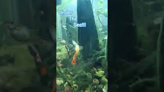 #enjoy #fishtank #fishtankdesign #work #blessed #aquascapeaquarium