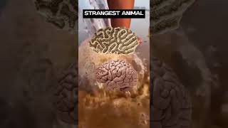 FACSIMILE of Brain #wordguru #shubhamsir #bankingenglish