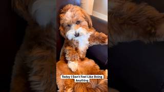What a lazy day it was| Milo the Havanese Puppy #cutepuppy #lazydogs #lazyday #puppylife  #dog