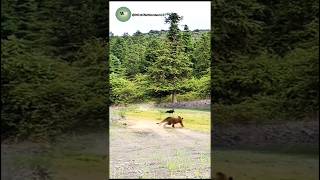 Epic Jungle Chase: Predator vs Prey in a Fight for Survival!