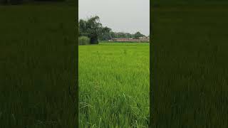 my village#nature #villagelife