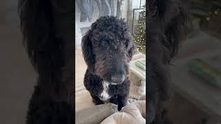 My dog breaks all the rules - French country home decor