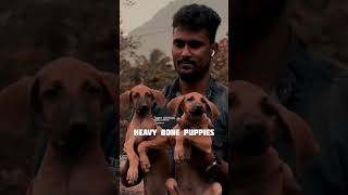 #chippiparaidogs #chippiparaihound #chippipari #kannidogs #kannidogshow #reelsinsta #sippiparaidog