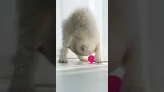 cute cat #youtuneshortvideo #youtuneshortvideo #shortvideo #trendingshorts #shortfeed #cat #animals