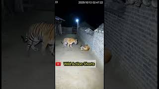 🐯 Tiger Vs Chhoti Billi 🐱 | Chhoti Billi Ne Sher Ko Di Takkar! 😂🔥#TigerVsCat #TigerVsBilli #fypシ