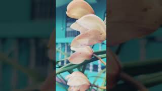 Mesmerizing Flower in 4K | Nature’s Beauty in Bloom. #relax #nature #peacefuldays  #flowers  #spring