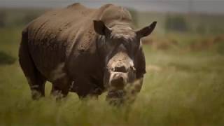CROUS Brothers |  RHINO Farming in South Africa