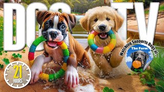 21 Hours of Dogs Playing at Daycare 🐶 Anti Anxiety Music for Dogs 🎵 Videos for Dogs to Watch Dog TV