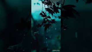 kabhi jo badal barse #barishsongstatus #nature #kabhijobadalbarsesong #barishstatus