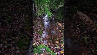 Sound of rain #rain #soundofrain